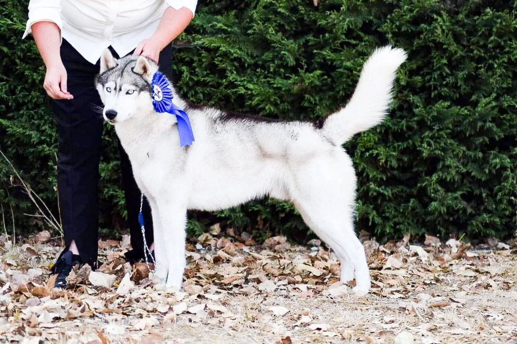 Keeper Show - Nationale d'Élevage Siberian Husky - 14 & 15/09/2019