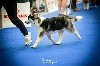  - IDS Paris Dog Show - 13/01/2019