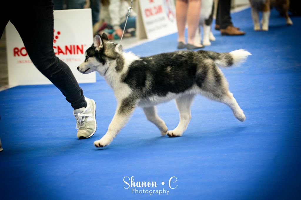 Keeper Show - IDS Paris Dog Show - 13/01/2019