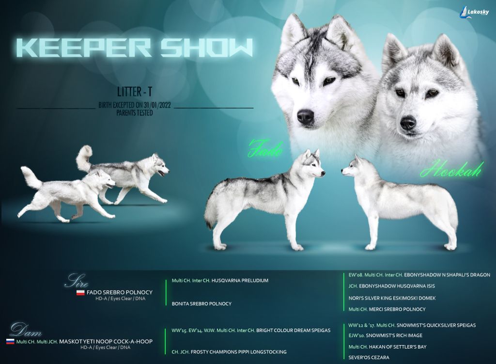 Keeper Show - Siberian Husky - Portée née le 01/02/2022