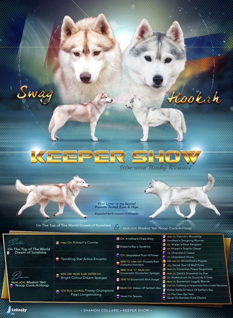 Keeper Show - Siberian Husky - Portée née le 16/02/2021