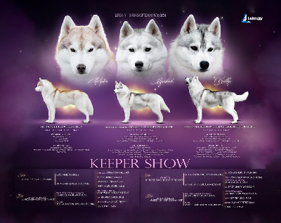 Keeper Show - Siberian Husky - Portée née le 20/06/2024