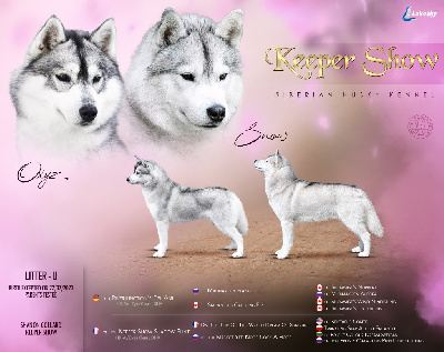 Keeper Show - Siberian Husky - Portée née le 20/07/2023