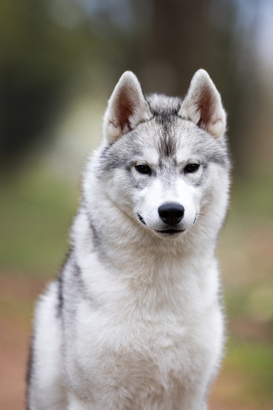 Keeper Show Arctic Storm