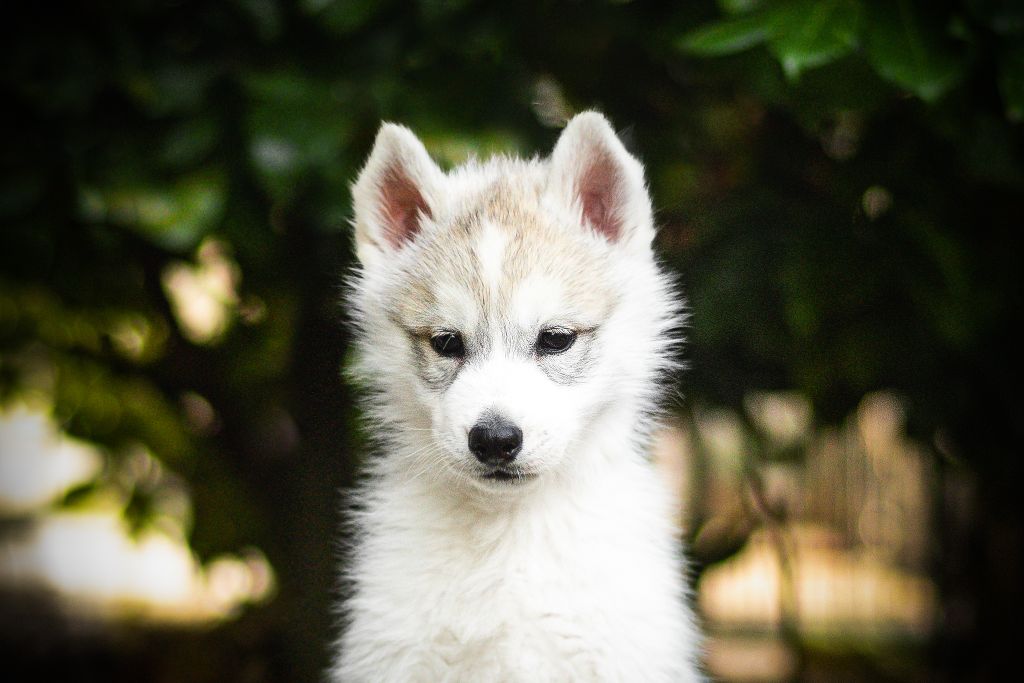 Keeper Show - Chiots disponibles - Siberian Husky