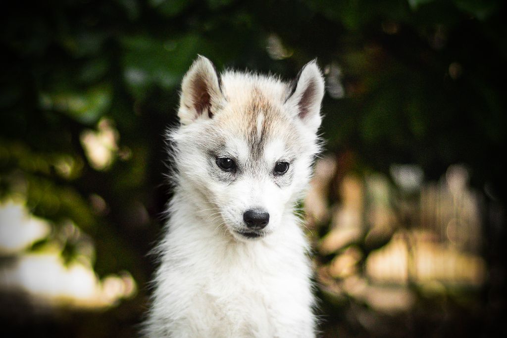 Keeper Show - Chiots disponibles - Siberian Husky