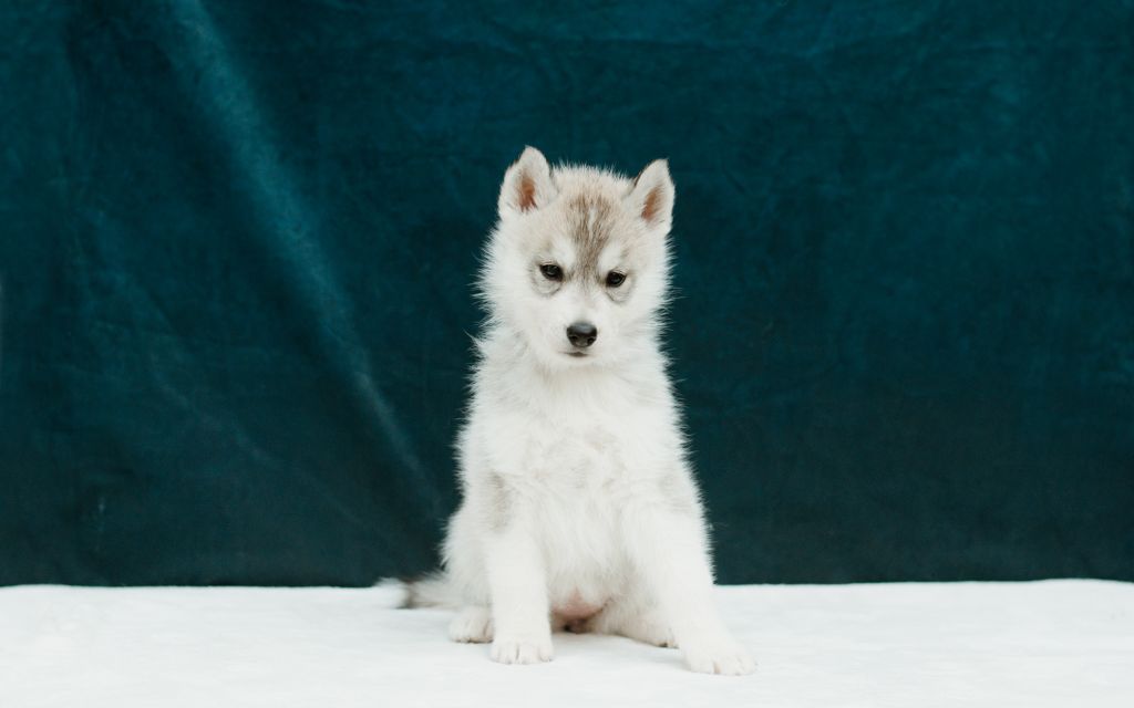 Keeper Show - Chiots disponibles - Siberian Husky