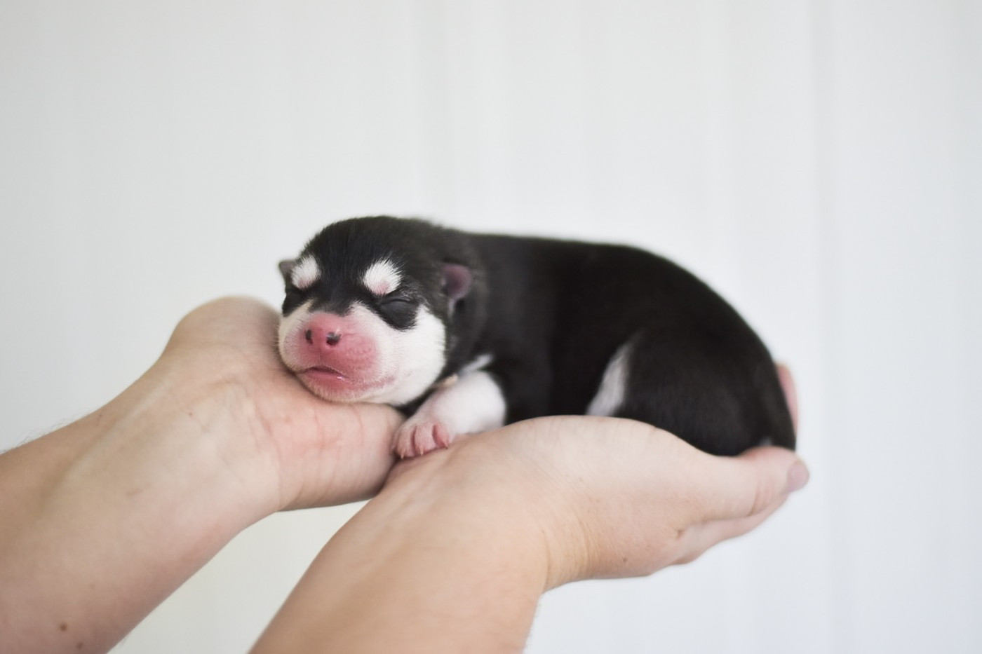 Keeper Show - Chiots disponibles - Siberian Husky