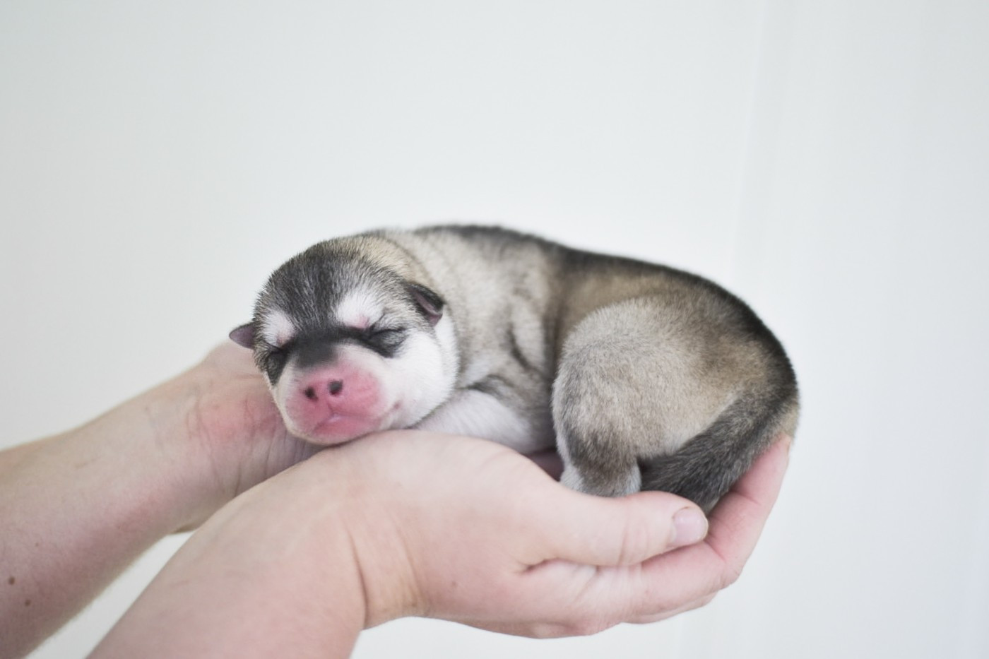 Keeper Show - Chiots disponibles - Siberian Husky