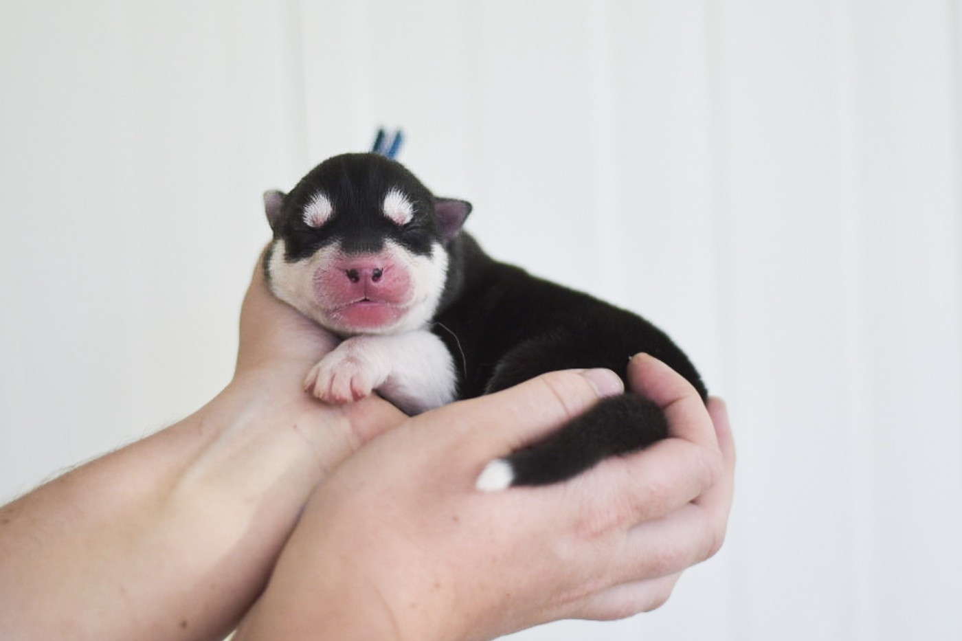 Keeper Show - Chiots disponibles - Siberian Husky