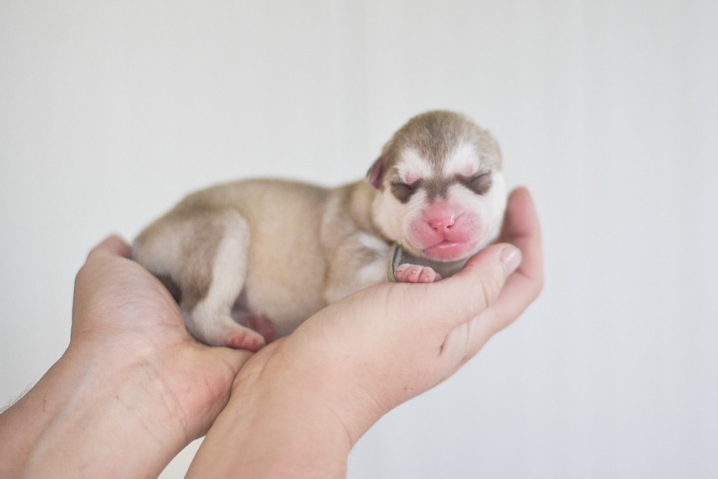 Keeper Show - Chiots disponibles - Siberian Husky