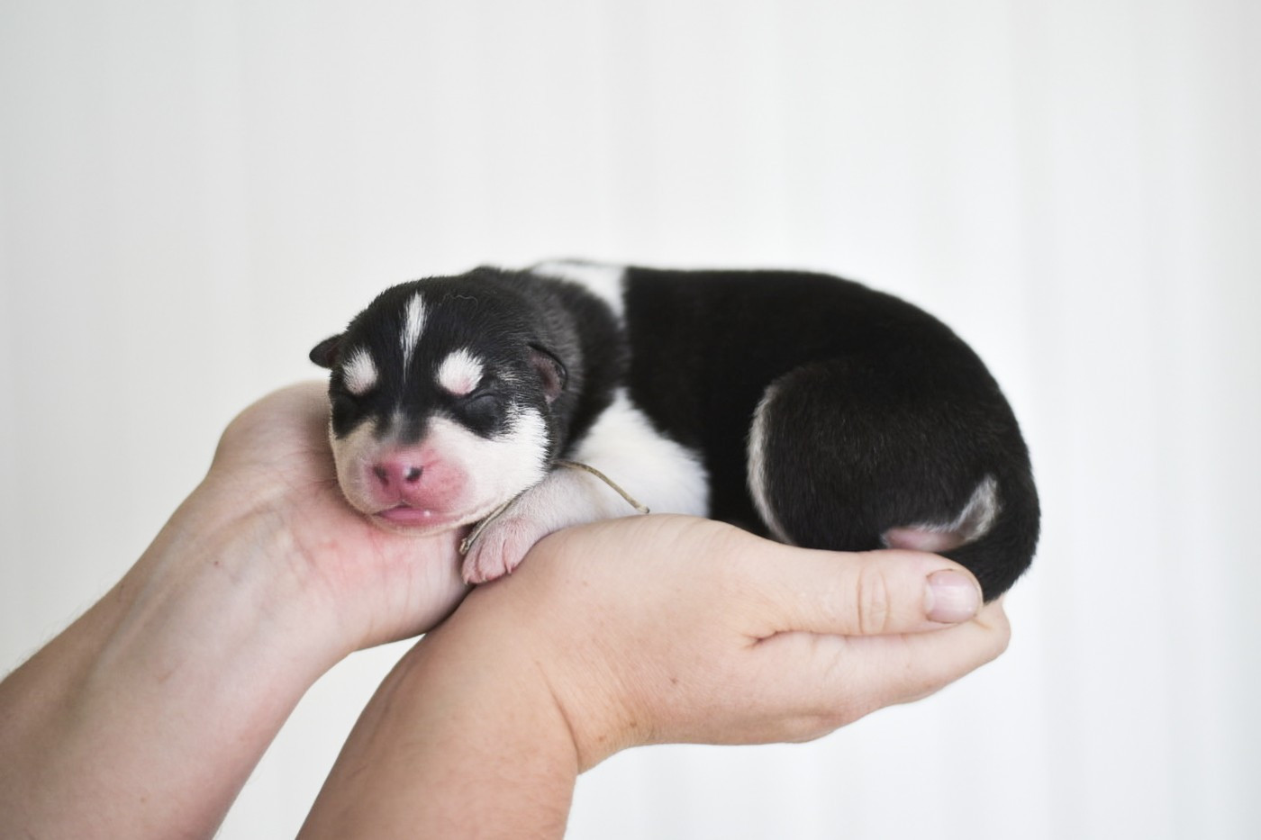 Keeper Show - Chiots disponibles - Siberian Husky