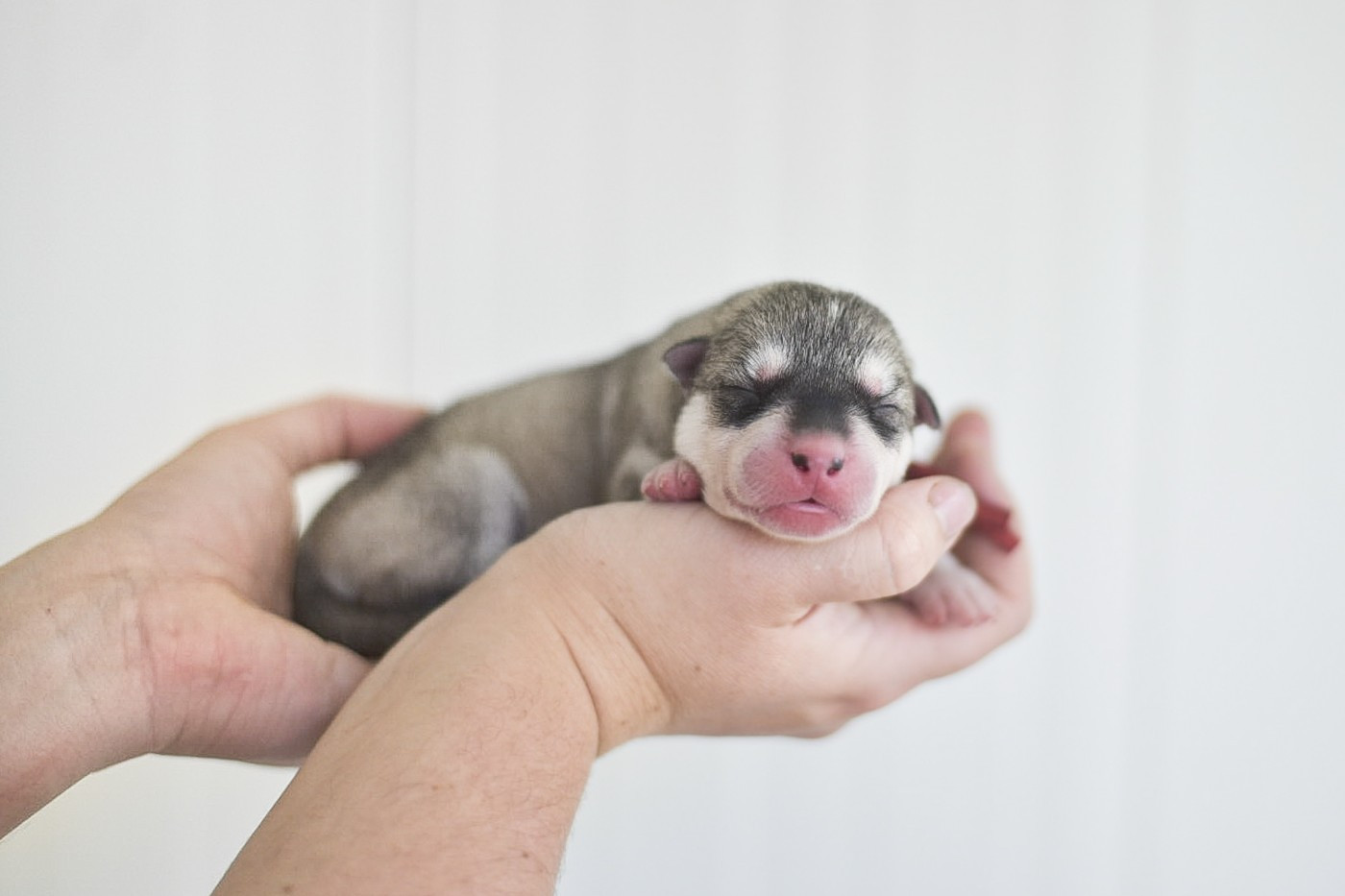 Keeper Show - Chiots disponibles - Siberian Husky