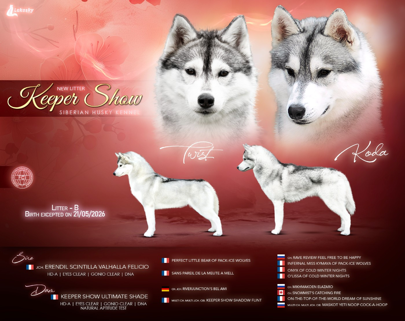Chiot Siberian Husky Keeper Show