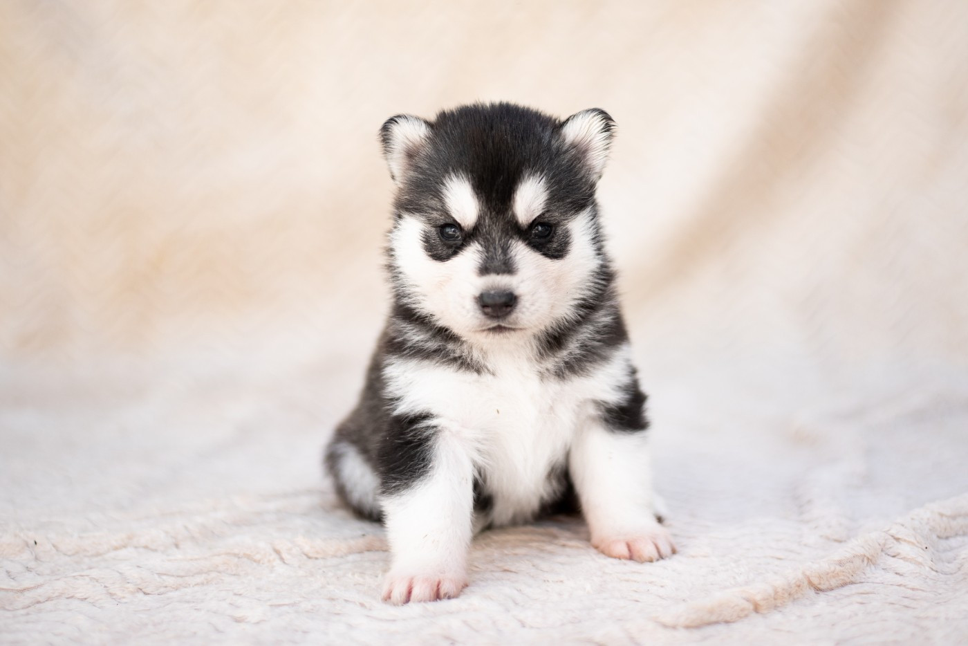 Keeper Show - Chiots disponibles - Siberian Husky