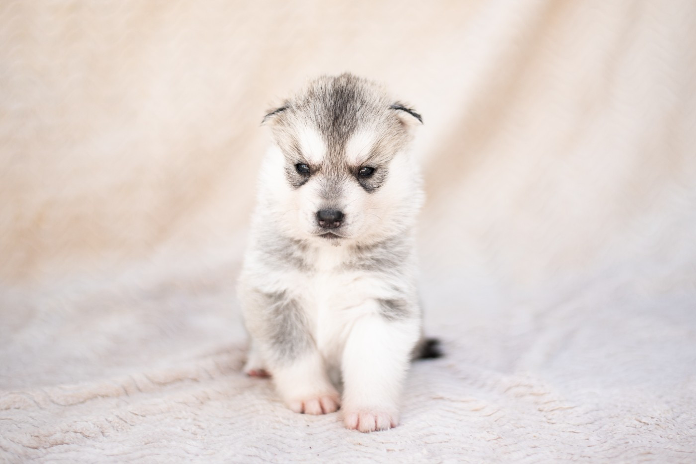 Keeper Show - Chiots disponibles - Siberian Husky