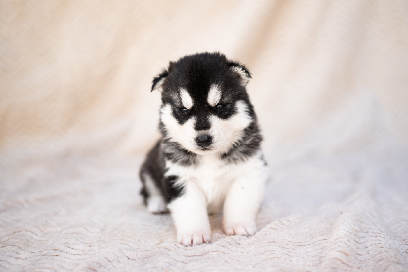 Keeper Show - Chiots disponibles - Siberian Husky