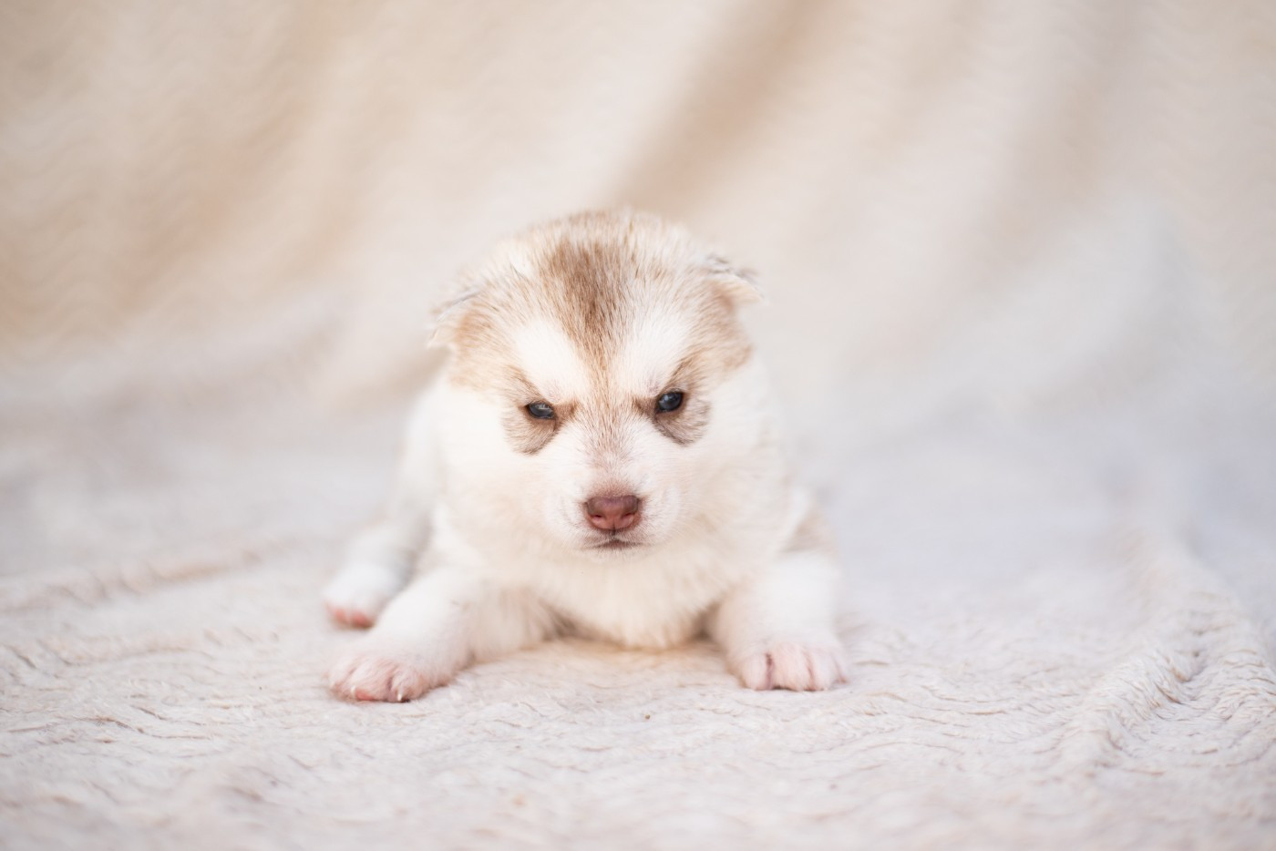 Keeper Show - Chiots disponibles - Siberian Husky