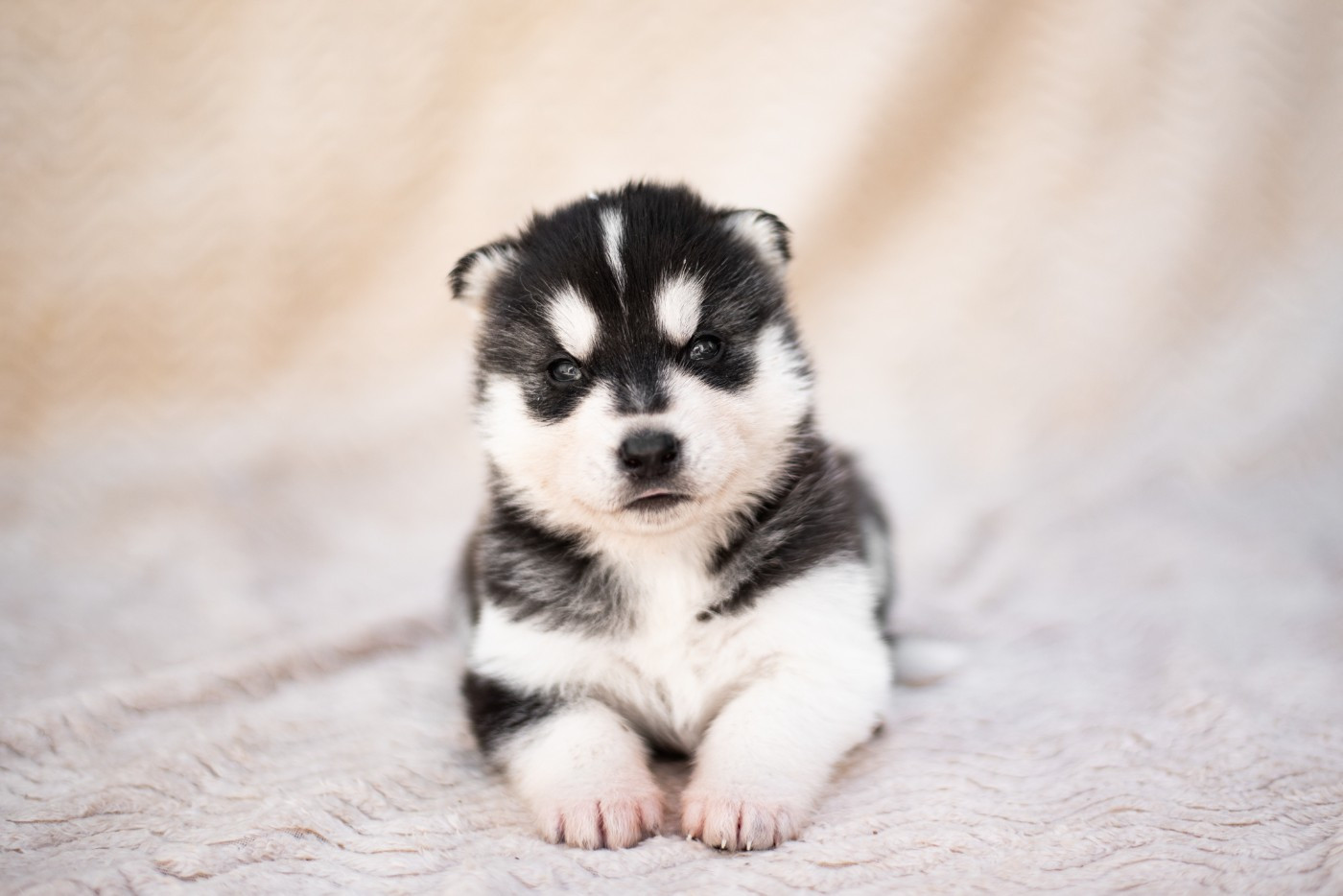 Keeper Show - Chiots disponibles - Siberian Husky
