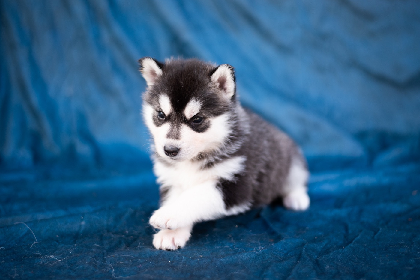 Keeper Show - Chiots disponibles - Siberian Husky