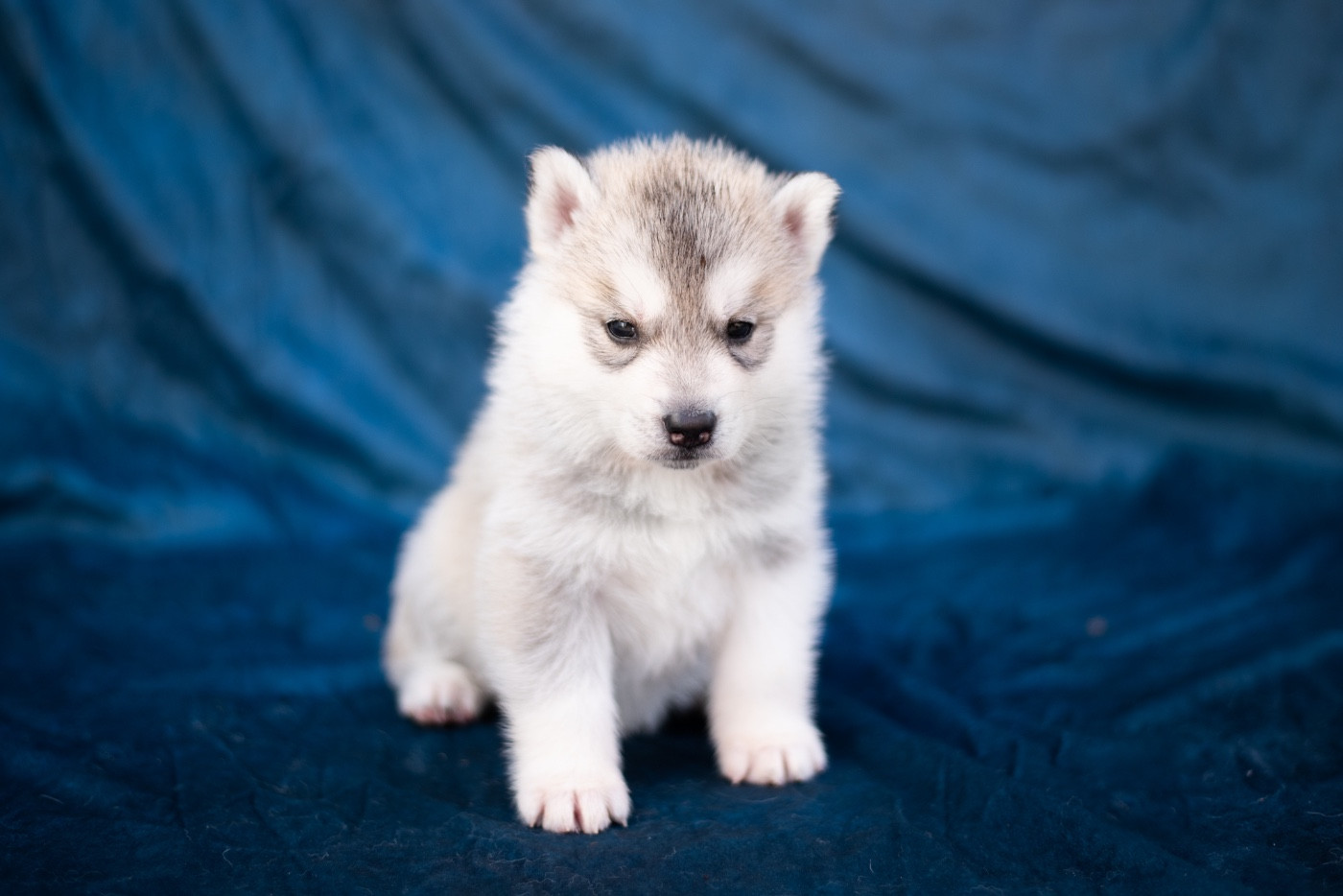 Keeper Show - Chiots disponibles - Siberian Husky
