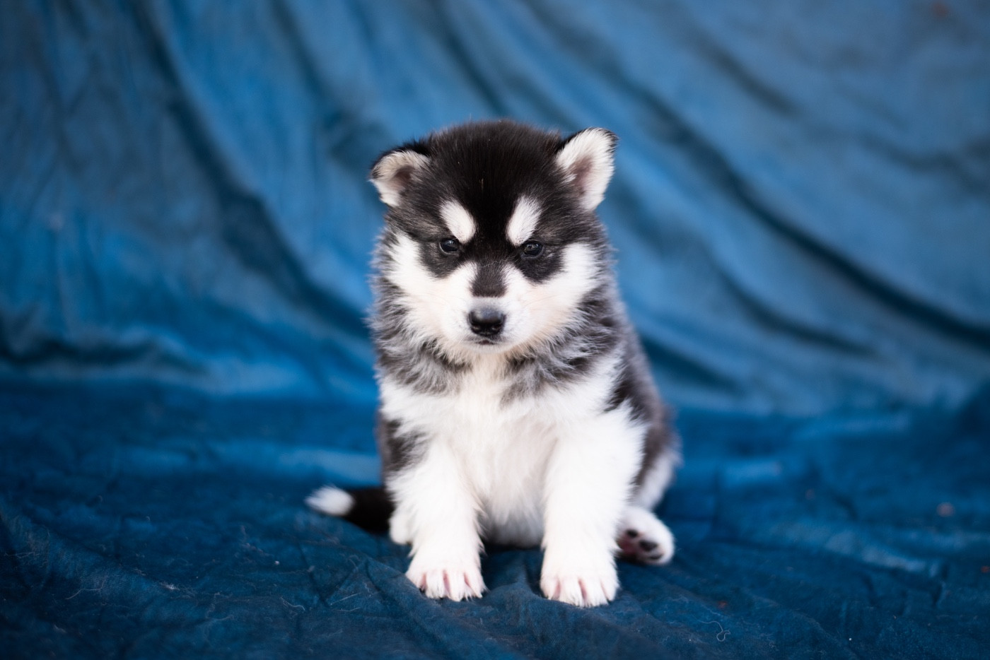 Keeper Show - Chiots disponibles - Siberian Husky