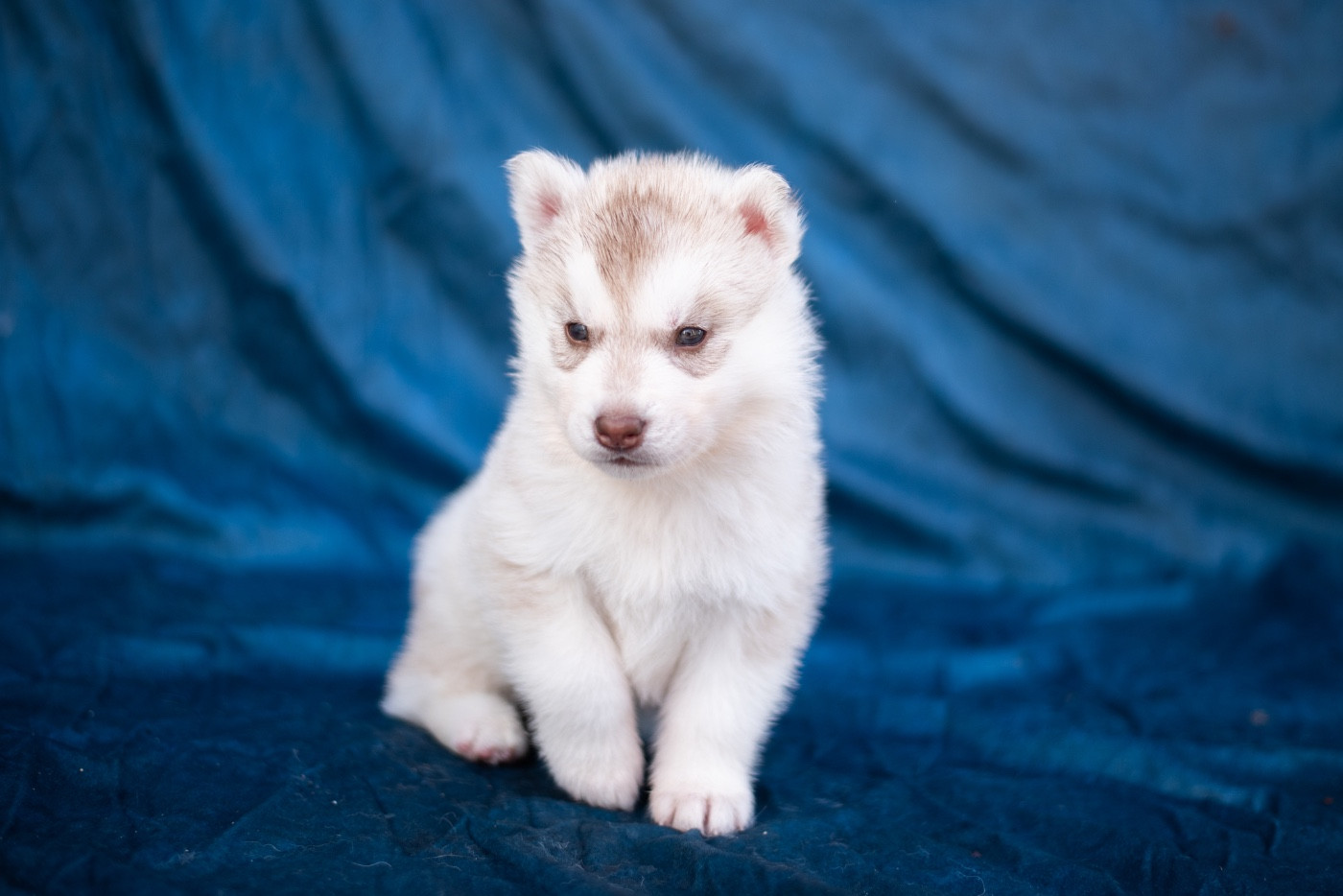 Keeper Show - Chiots disponibles - Siberian Husky