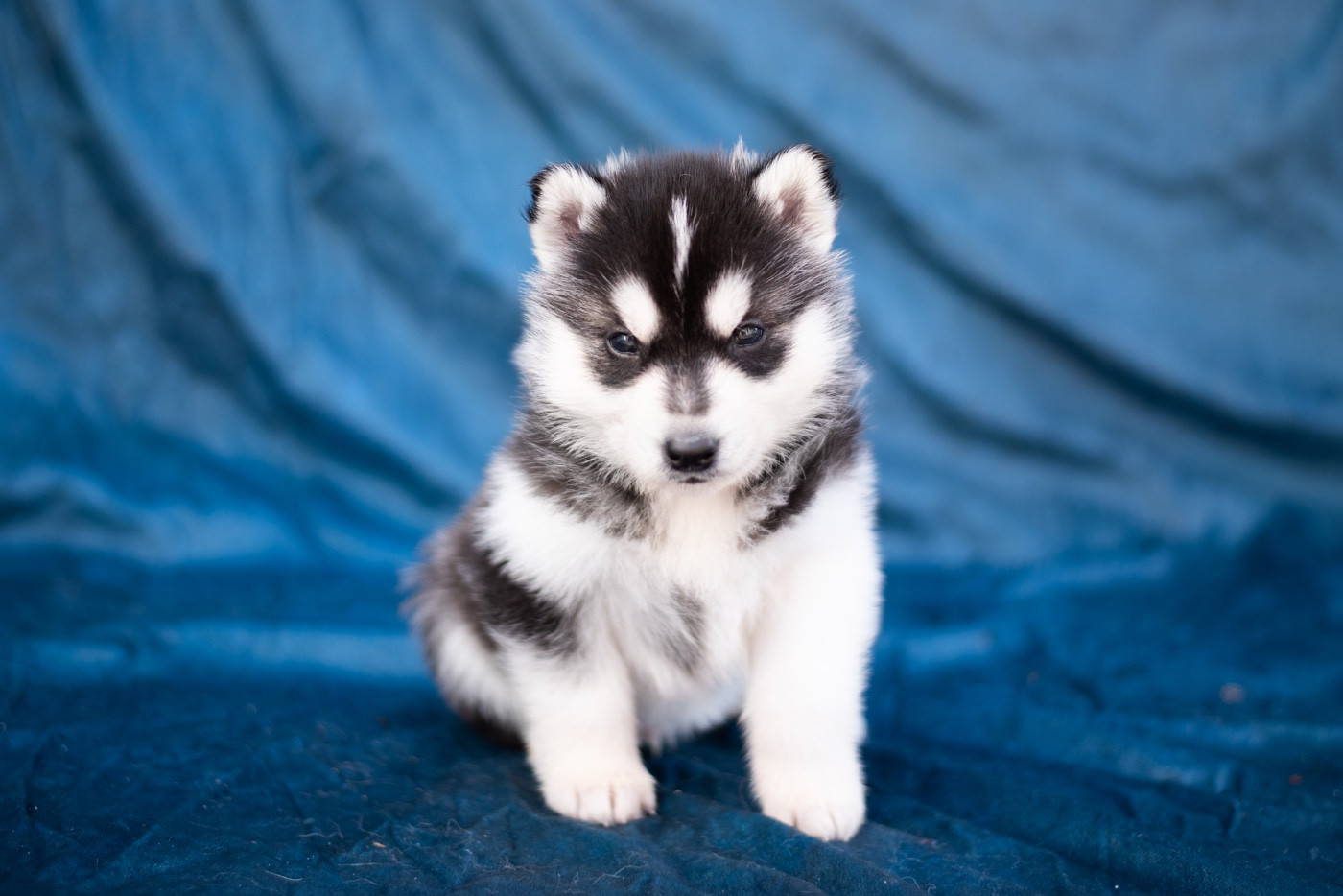 Keeper Show - Chiots disponibles - Siberian Husky