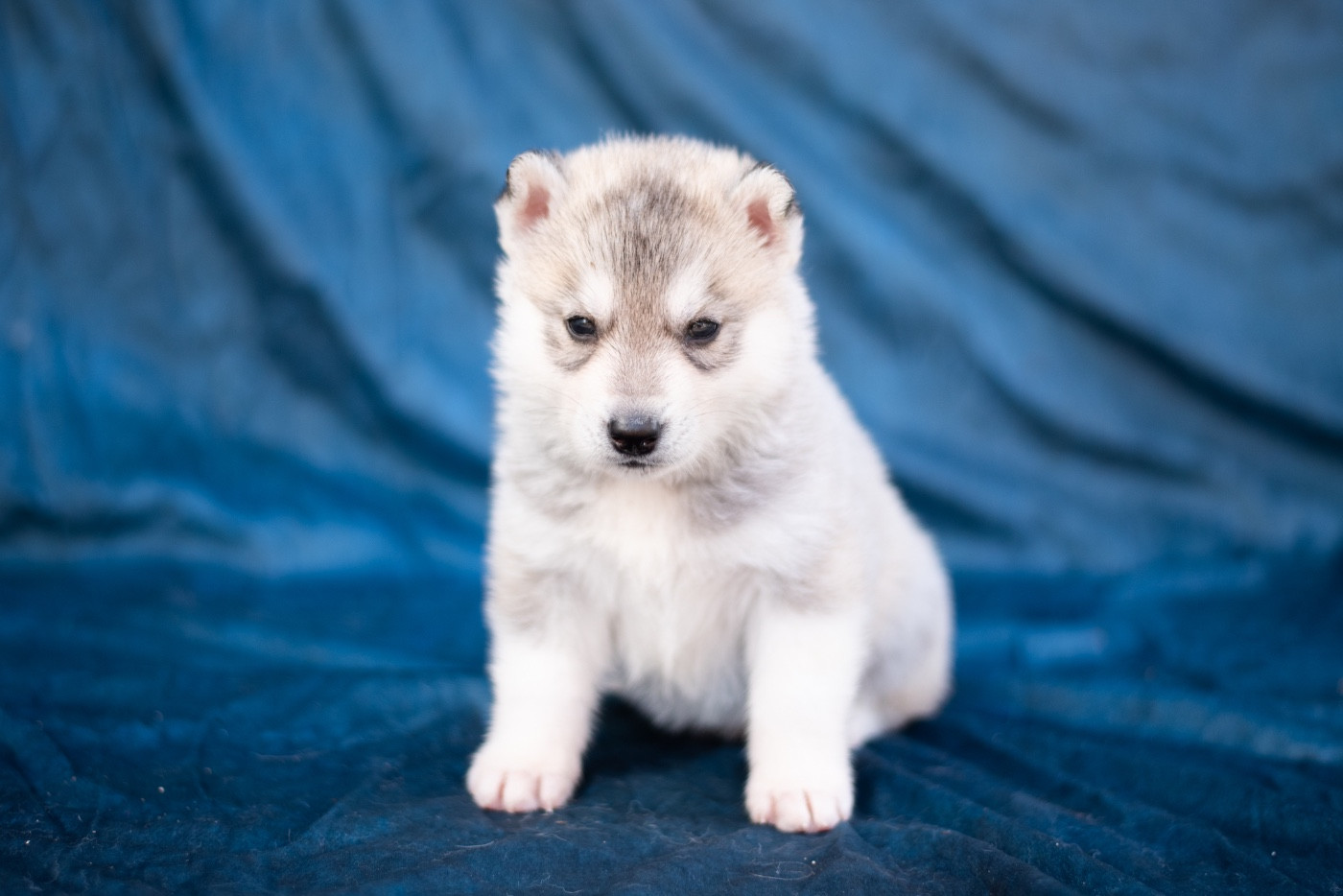 Keeper Show - Chiots disponibles - Siberian Husky