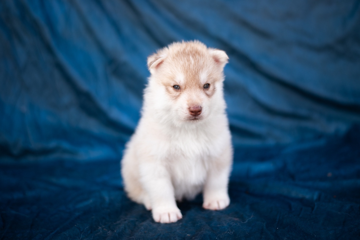 Keeper Show - Chiots disponibles - Siberian Husky