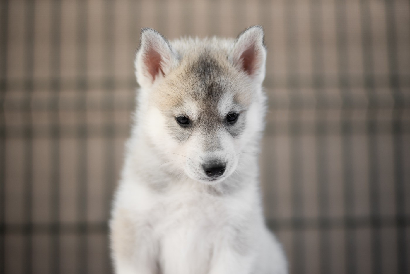Keeper Show - Chiots disponibles - Siberian Husky