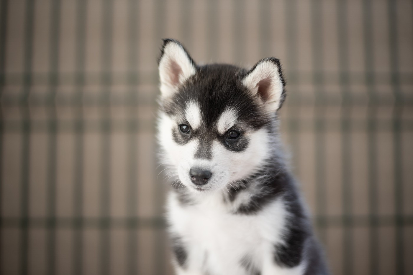 Keeper Show - Chiots disponibles - Siberian Husky