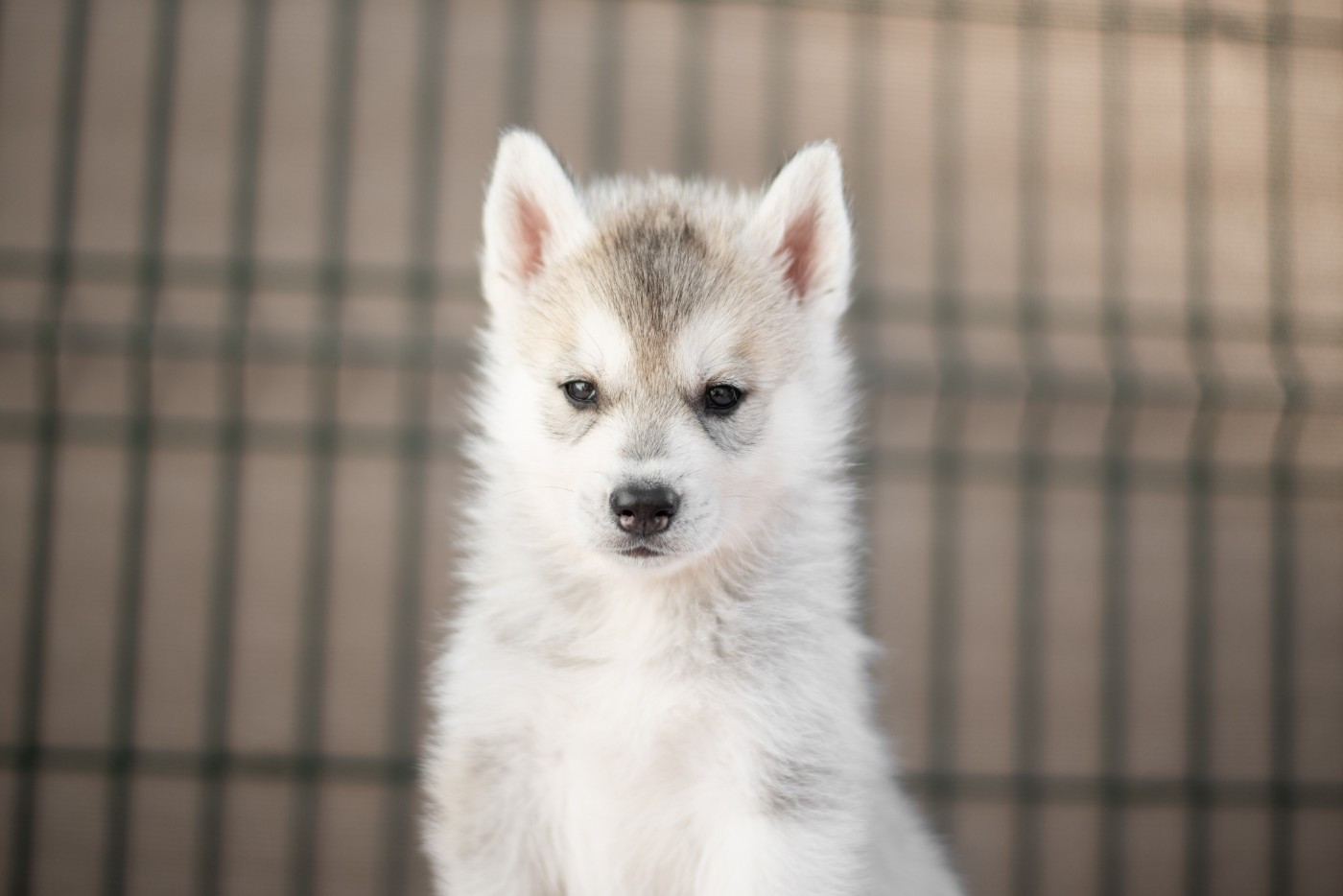 Keeper Show - Chiots disponibles - Siberian Husky