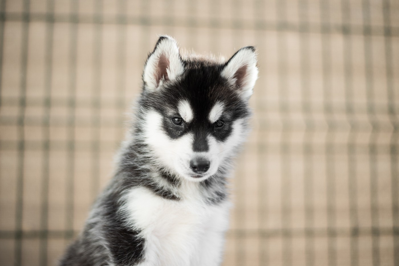 Keeper Show - Chiots disponibles - Siberian Husky