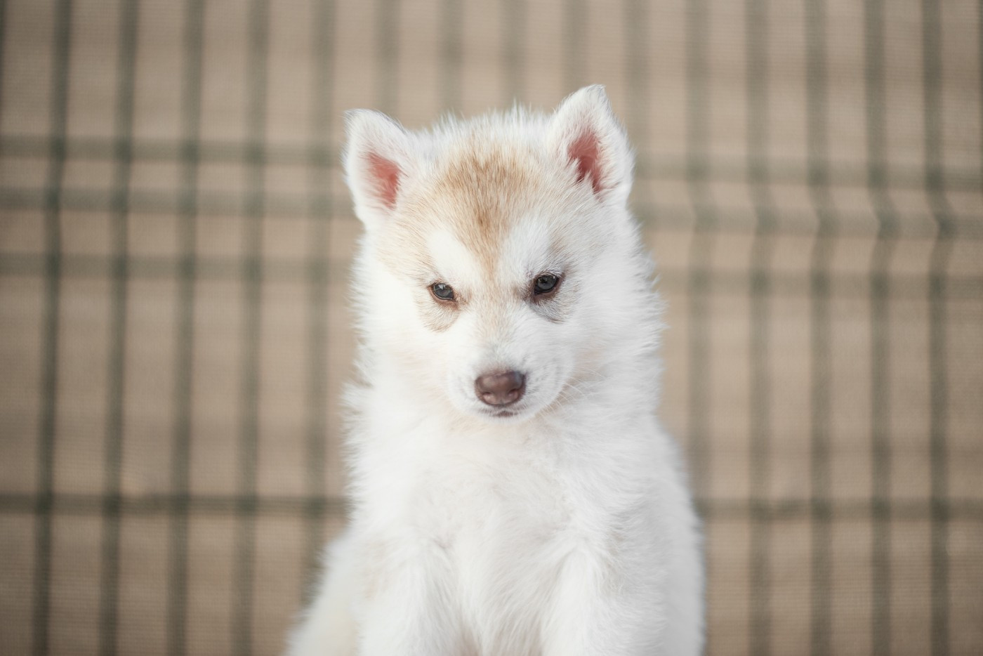 Keeper Show - Chiots disponibles - Siberian Husky