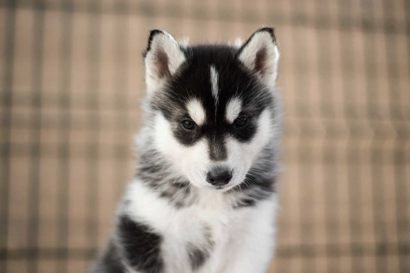 Keeper Show - Chiots disponibles - Siberian Husky