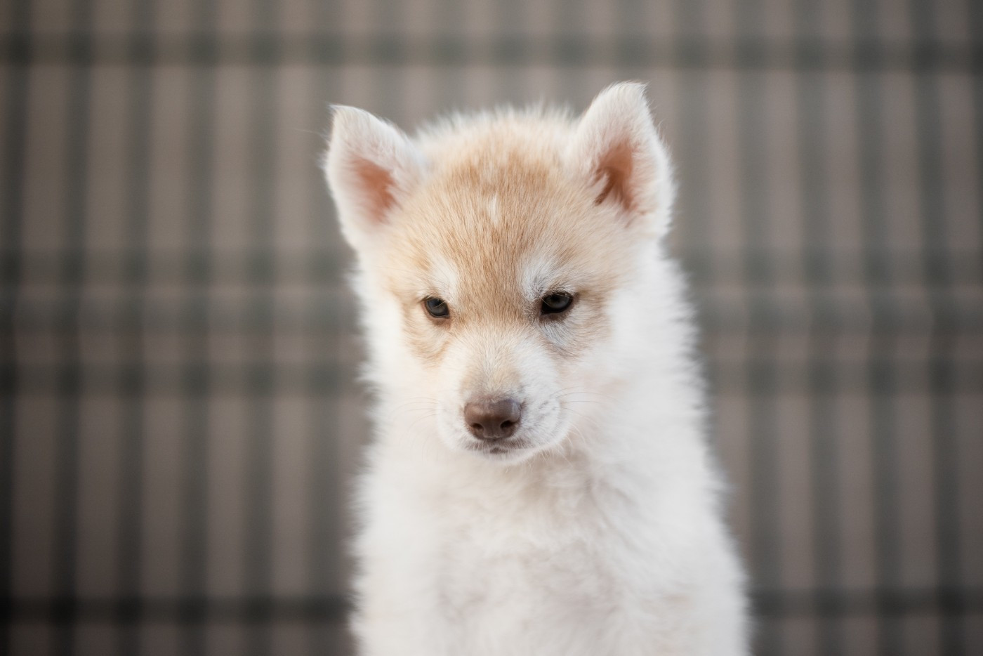 Keeper Show - Chiots disponibles - Siberian Husky