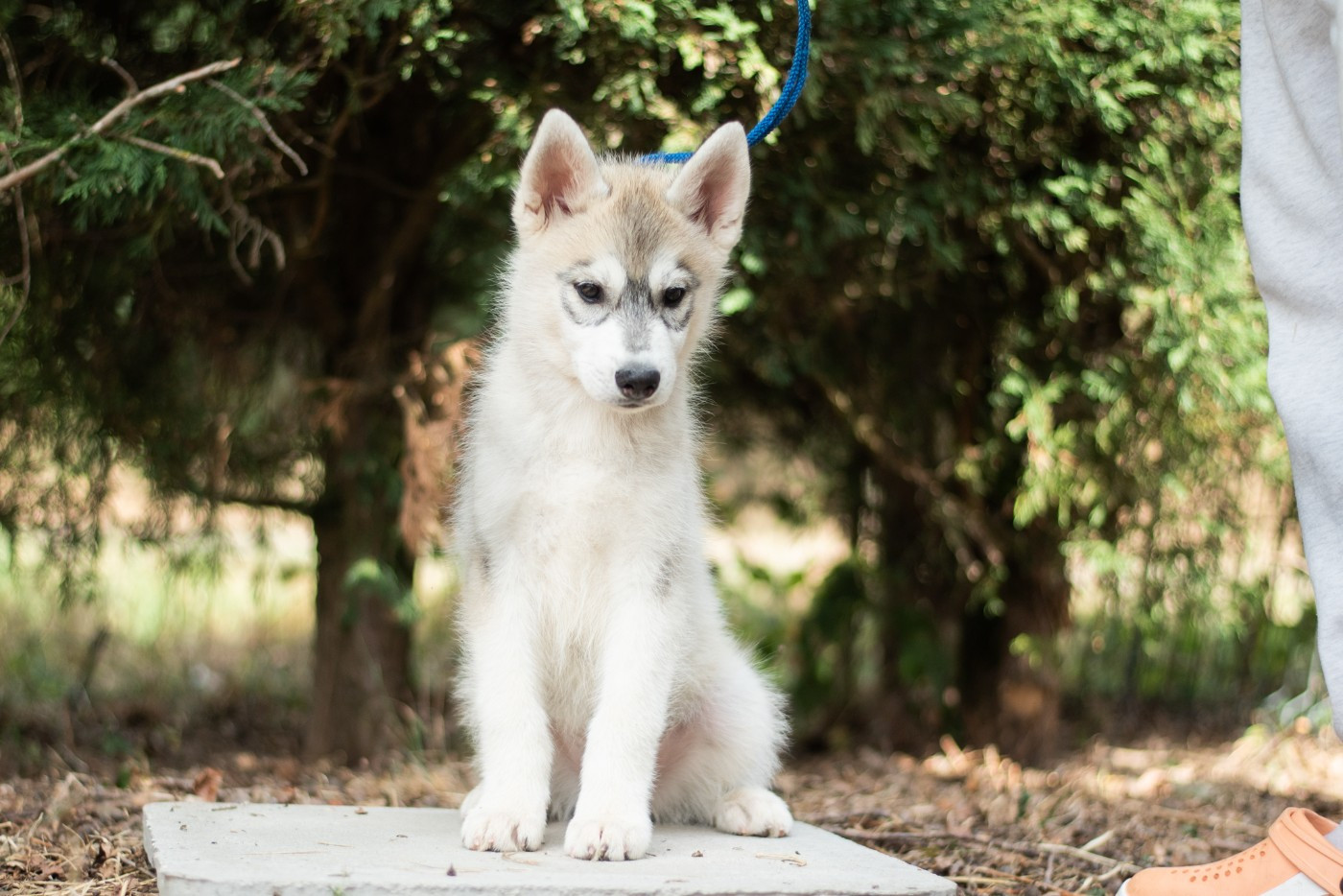Keeper Show - Chiots disponibles - Siberian Husky