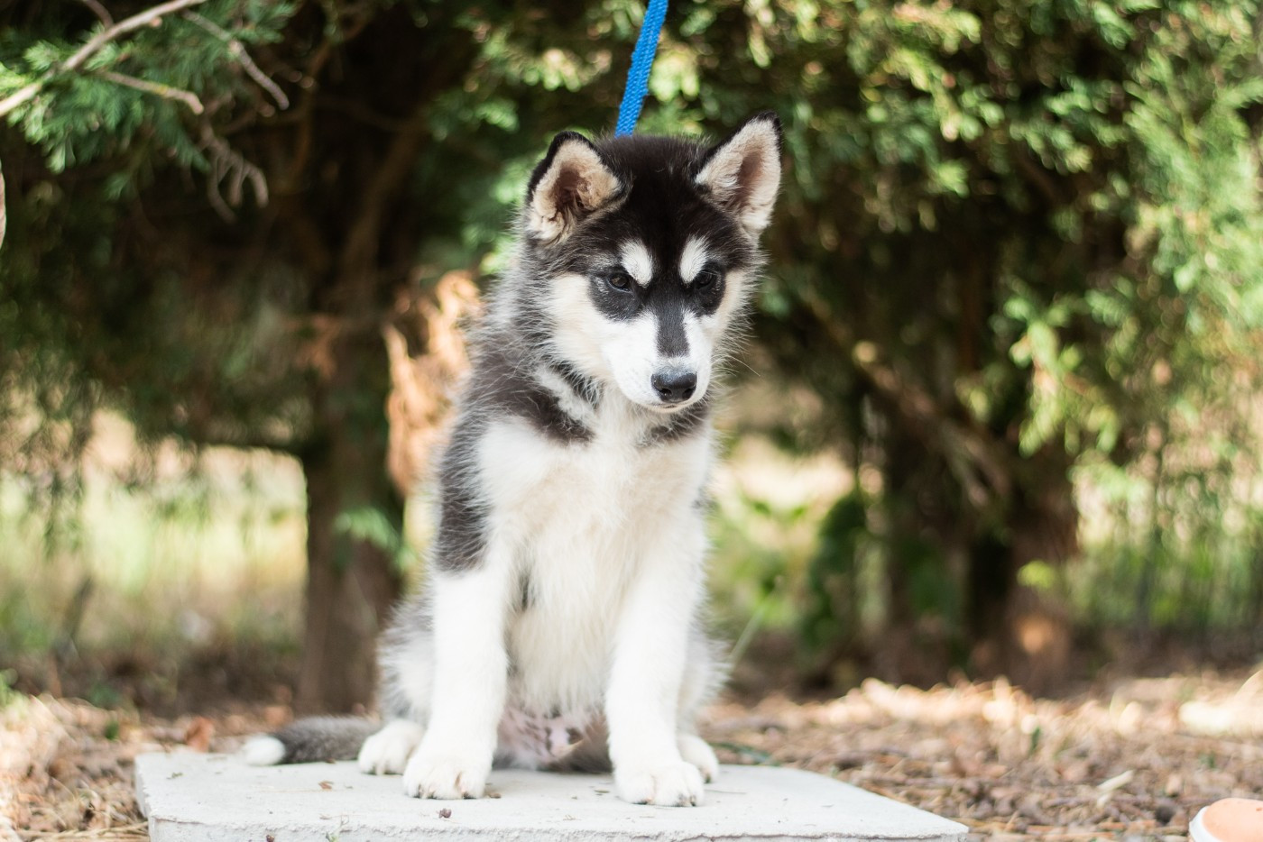 Keeper Show - Chiots disponibles - Siberian Husky