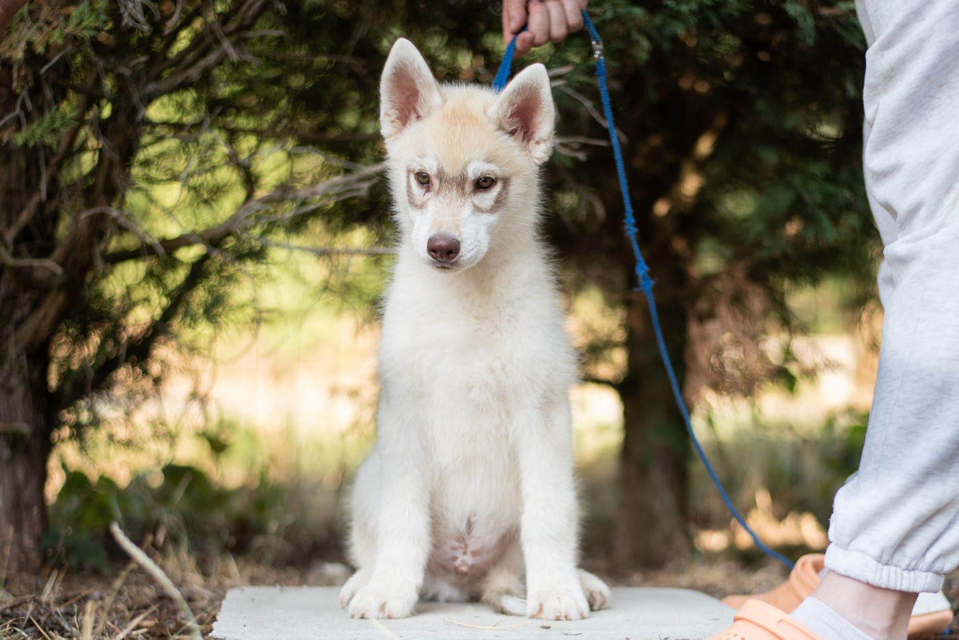 Keeper Show - Chiots disponibles - Siberian Husky