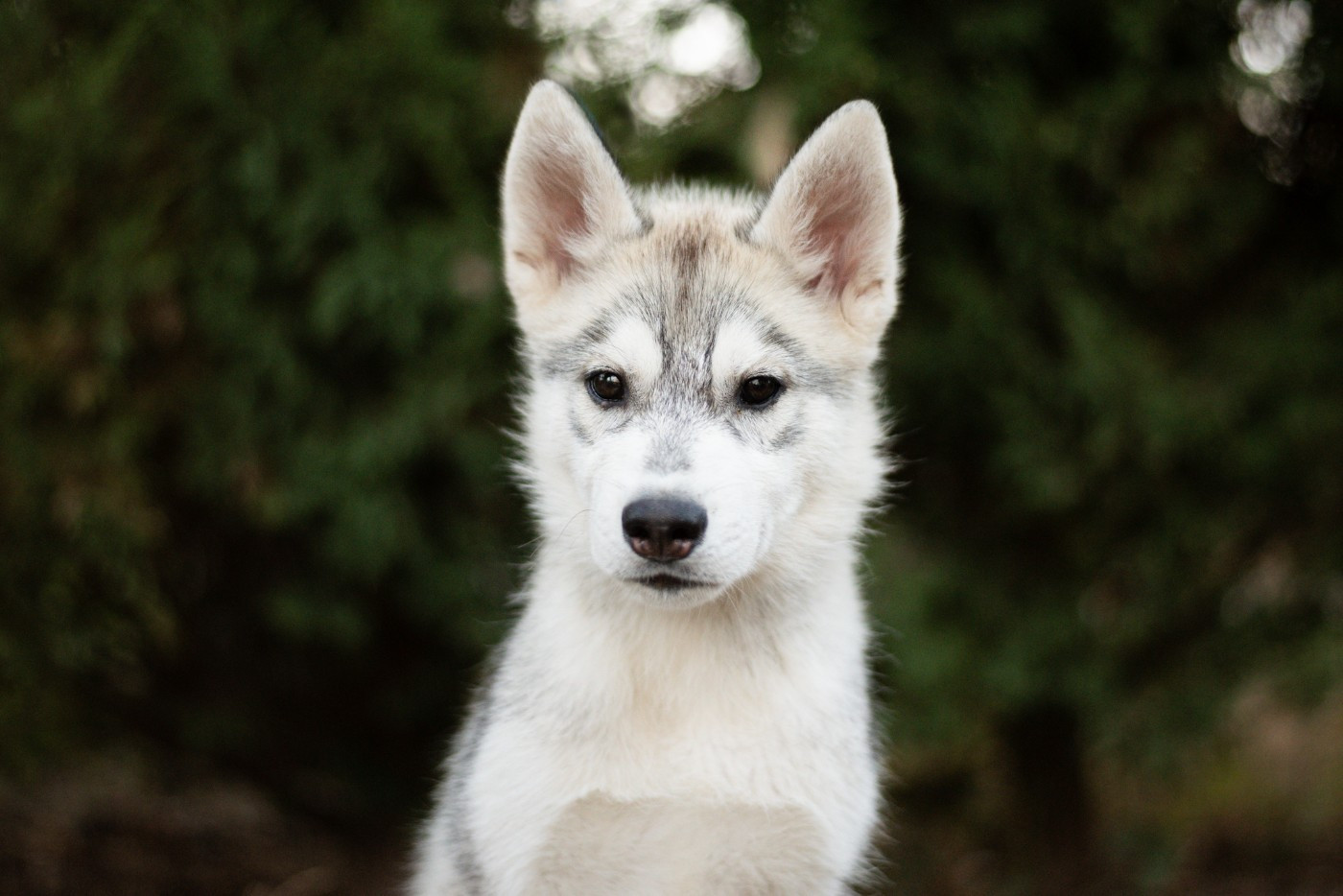Keeper Show - Chiots disponibles - Siberian Husky