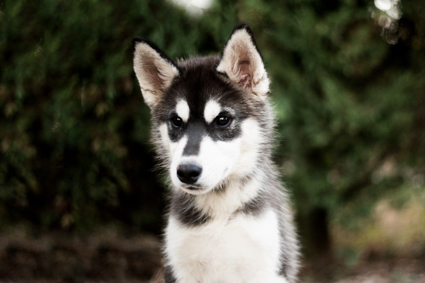 Keeper Show - Chiots disponibles - Siberian Husky