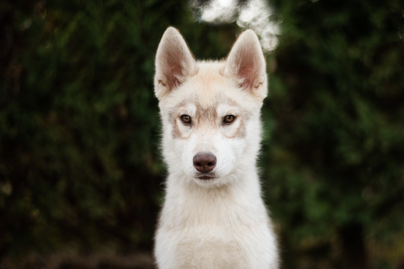 Keeper Show - Chiots disponibles - Siberian Husky
