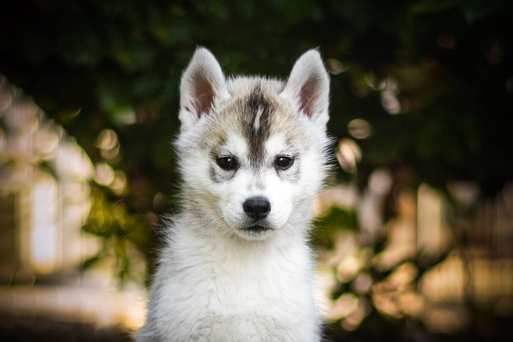Keeper Show - Chiots disponibles - Siberian Husky