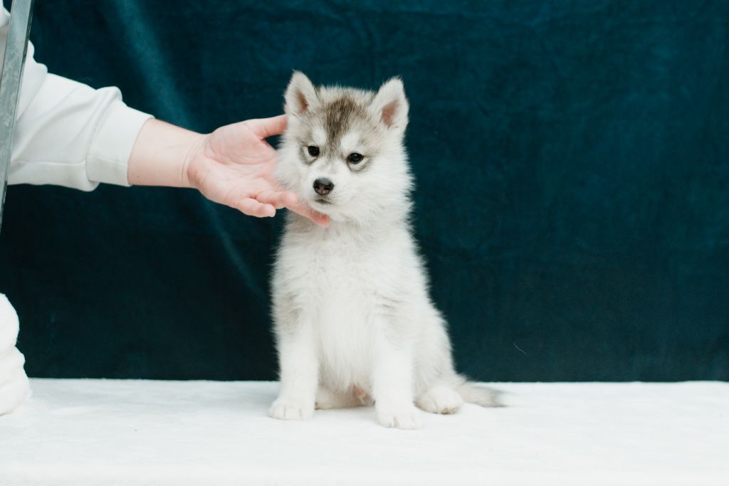 Keeper Show - Chiots disponibles - Siberian Husky