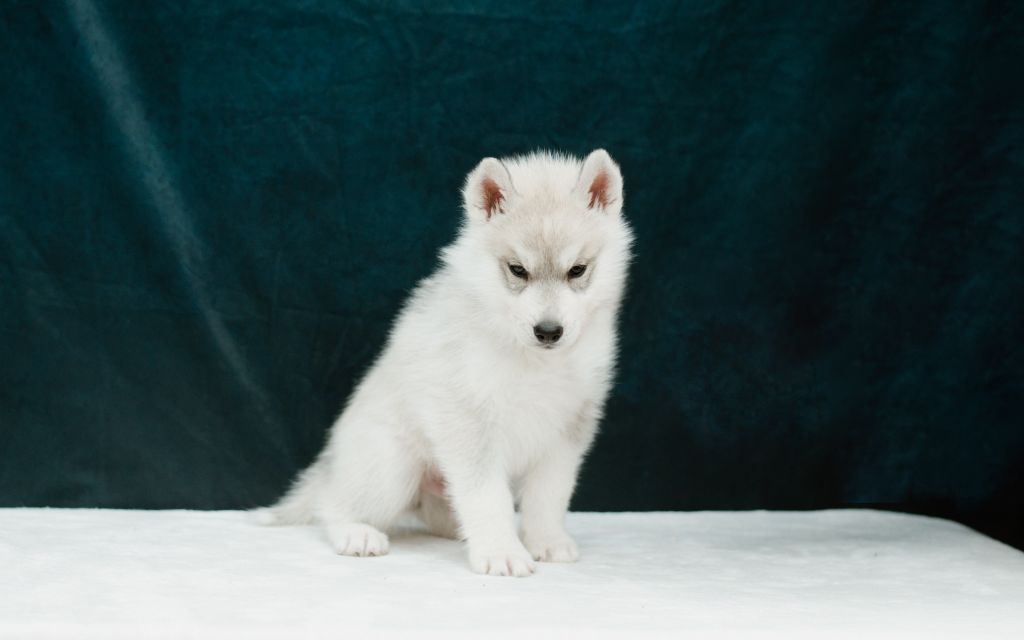 Keeper Show - Chiots disponibles - Siberian Husky