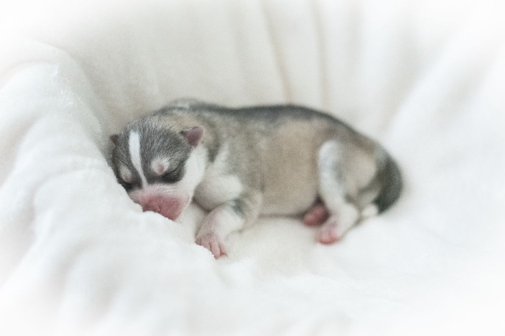 Keeper Show - Chiots disponibles - Siberian Husky