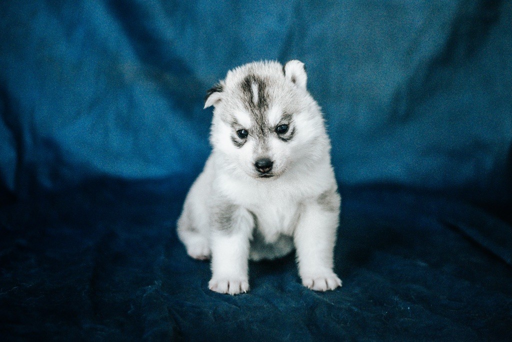 Keeper Show - Chiots disponibles - Siberian Husky
