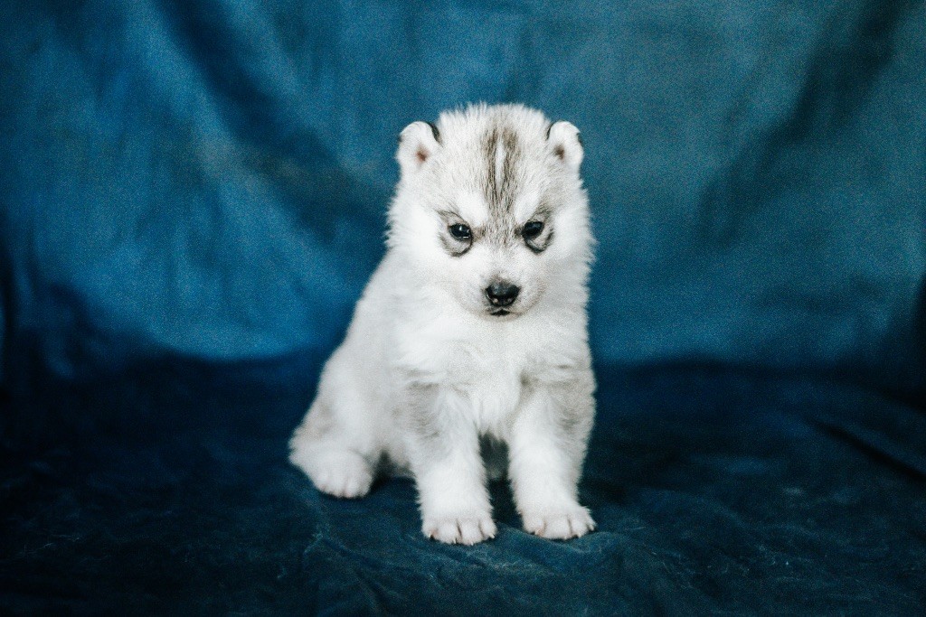 Keeper Show - Chiots disponibles - Siberian Husky