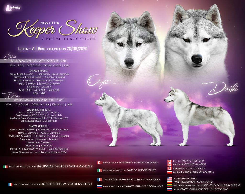 Chiot Siberian Husky Keeper Show